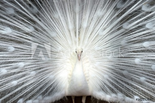 Bild på White peacock close-up